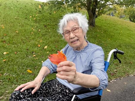落ち葉拾い　高齢者 車椅子,車いす,散歩の写真素材