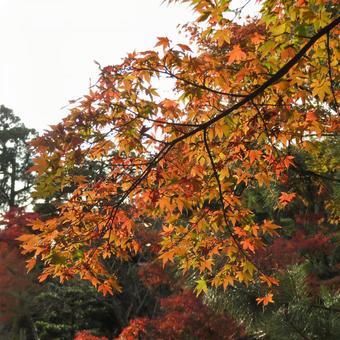 陽光に照らされ透けて見える紅葉 陽光に照らされ透けて見える紅葉 紅葉,秋,冬の写真素材