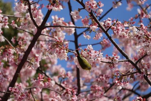 ピンクの満開の大寒桜にめじろがいる風景 ピンクの満開の大寒桜にめじろがいる風景の写真