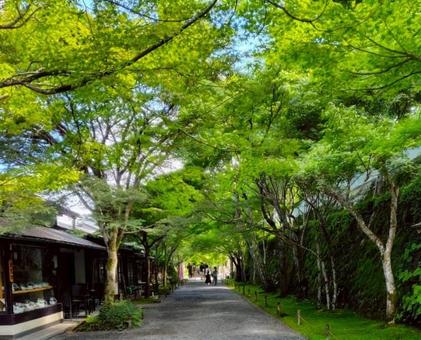 三千院入口付近 三千院入口付近 三千院,参道,京都の写真素材