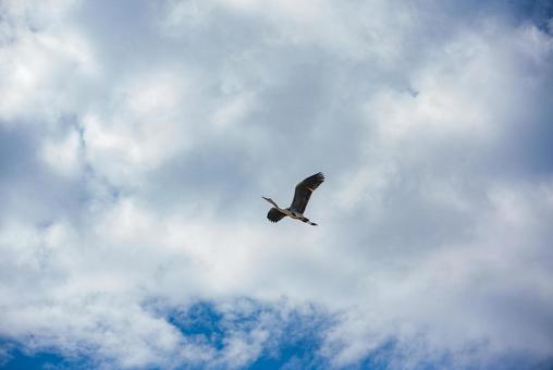青空と白い雲を飛ぶ鳥 鳥,空,雲の写真素材