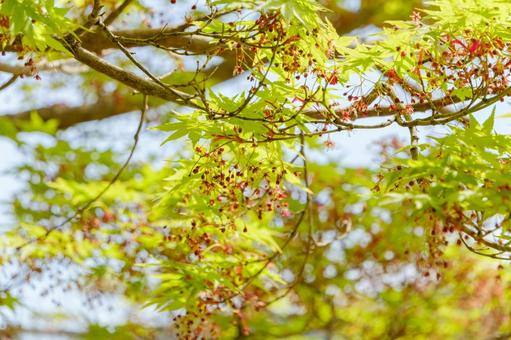 Spring scenery of fresh green maple trees and small flowers, JPG Spring scenery of fresh green maple trees and small flowers, JPG