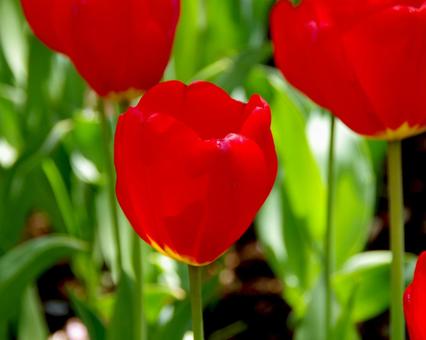 チューリップ オックスフォードの写真