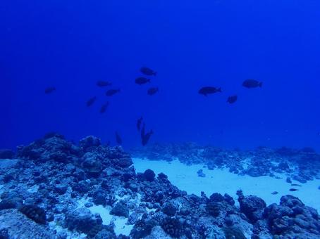 青の世界 魚の群れ,ブルー,魚の写真素材