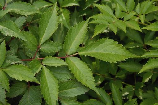 アスチルベ アスチルベ,アケボノショウマ,曙升麻の写真素材