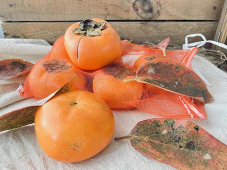 富有柿　傷あり 富有柿,柿,傷ありの写真素材