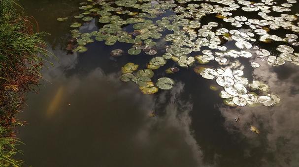 蓮のある池の写真