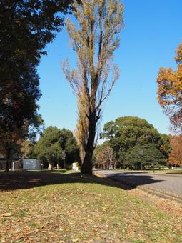秋の水元公園・ポプラ並木道の紅葉・葛飾区 秋,水元公園,紅葉の写真素材