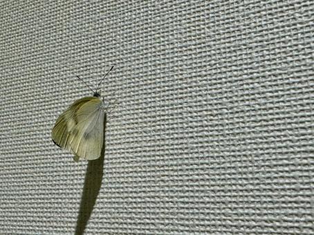 Image of a moth resting on a wall, moth, wall, wallpaper, JPG