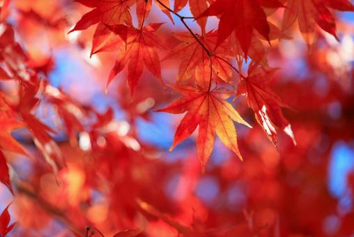 真っ赤な紅葉の写真
