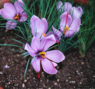 サフランの花 サフランの花の写真