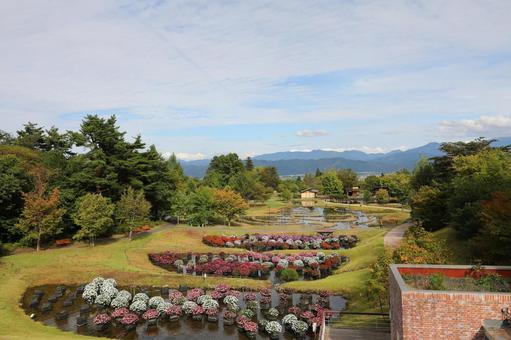 アルプスあづみの公園 秋 花3 アルプスあづみの公園 秋 花3の写真