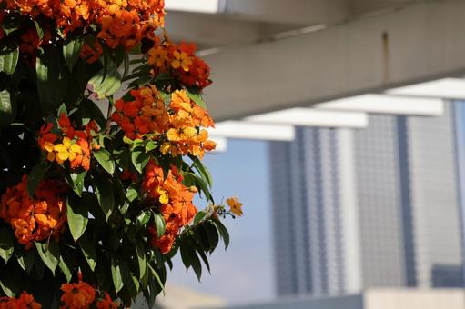 オレンジのバウヒニアコッキアナの花 オレンジのバウヒニアコッキアナの花 オレンジ,バウヒニアコッキアナ,花の写真素材