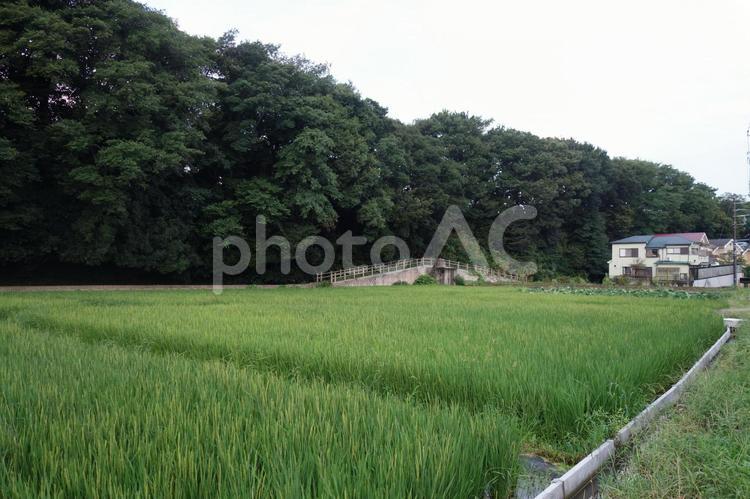田園風景 田園風景,田園,風景の写真素材