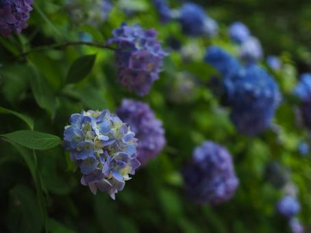 紫陽花 紫陽花の写真