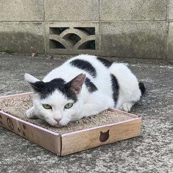 cat, JPG