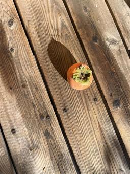 柿（1個） 柿,1個,影の写真素材