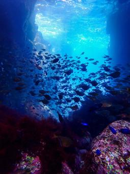 逆光魚群 逆光魚群の写真