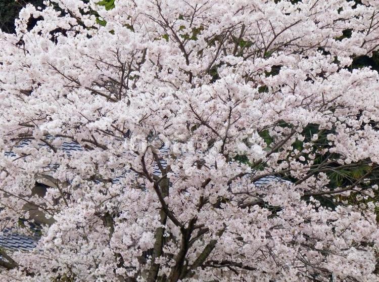 【桜の写真】桜が咲く風景 桜,さくら,サクラの写真素材