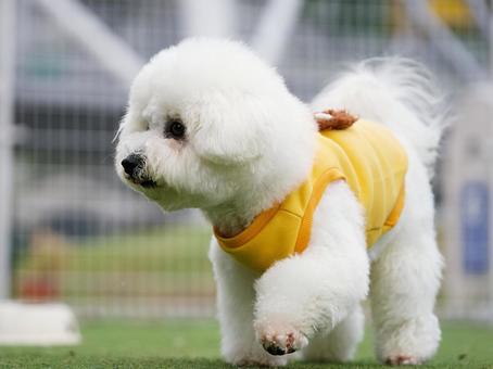 ビションフリーゼの幼犬 ビションフリーゼの幼犬 犬,ビションフリーゼ,いぬの写真素材