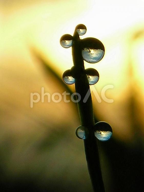 水滴と朝日 水滴,丸い水滴,朝の写真素材
