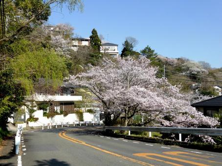 4月、鎌倉市梶原のS字カーブ道路風景 4月、鎌倉市梶原のS字カーブ道路風景 道,道路,車道の写真素材