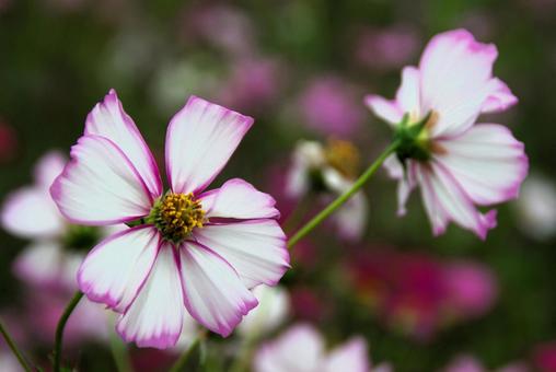 コスモスの写真