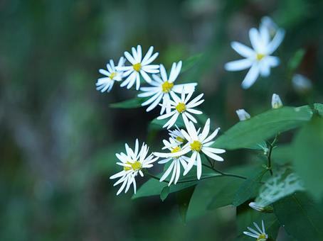 ノコンギク 野草,鋸草,ノコンギクの写真素材