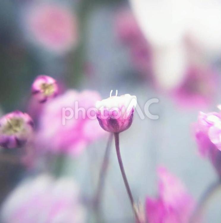 かすみ草の蕾 カスミソウ,かすみ草,かすみそうの写真素材
