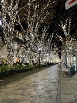 冬の街を彩る並木道のイルミネーション 冬,イルミネーション,並木道の写真素材