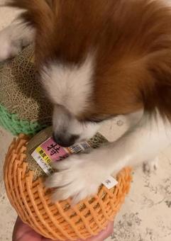 メロンに大喜びの犬 メロンに大喜びの犬 クインシー,クインシーメロン,イバラキングの写真素材