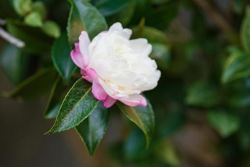 ひっそりと咲く可憐な朝倉山茶花 ひっそりと咲く可憐な朝倉山茶花の写真