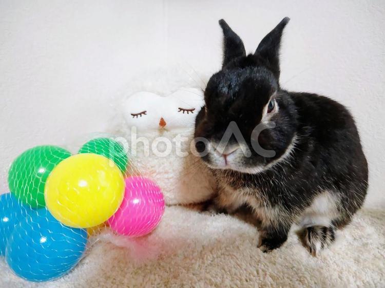 黒うさぎと玩具 ウサギ,うさぎ,黒うさぎの写真素材