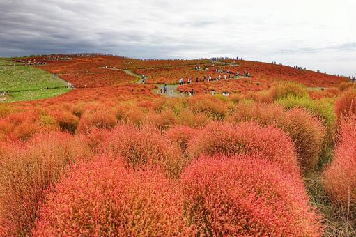 コキア コキア コキア,赤,草の写真素材