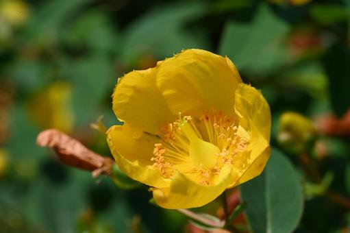 Goldenrod flowers blooming in the garden, JPG Goldenrod flowers blooming in the garden, JPG