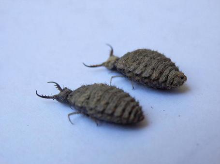 【昆虫写真】アリジゴク 【昆虫写真】アリジゴクの写真