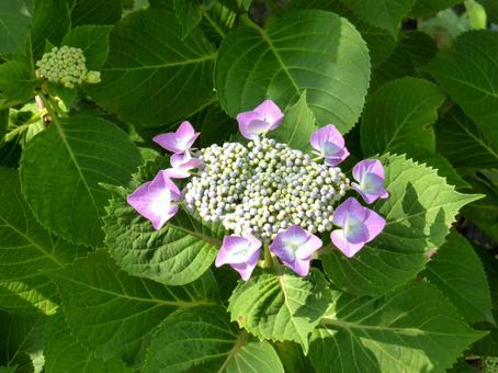 綺麗に丸く開花した花壇のアジサイ 綺麗に丸く開花した花壇のアジサイの写真