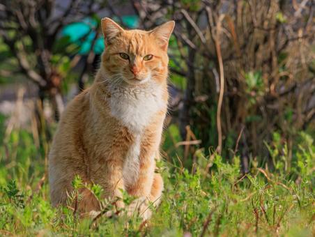 背景で大あくびをしている野良猫です。 背景で大あくびをしている野良猫です。の写真