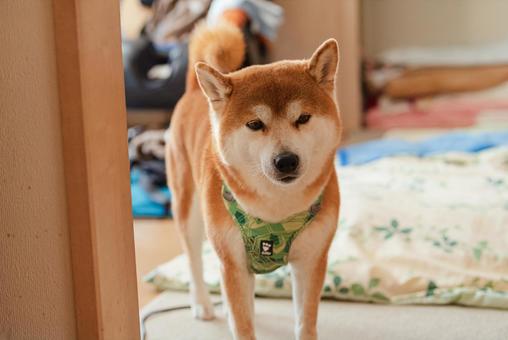 A Shiba Inu dog comes and waits for attention, JPG