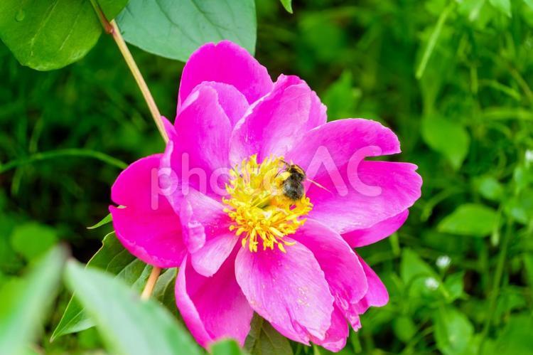 芍薬の花にとまるマルハナバチ 芍薬,花,ピンクの写真素材