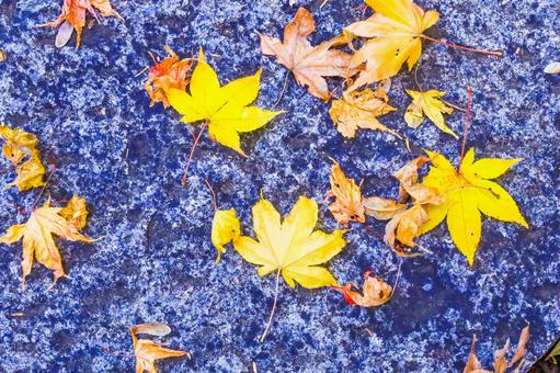 落ち葉 紅葉,落ち葉,秋色の写真素材
