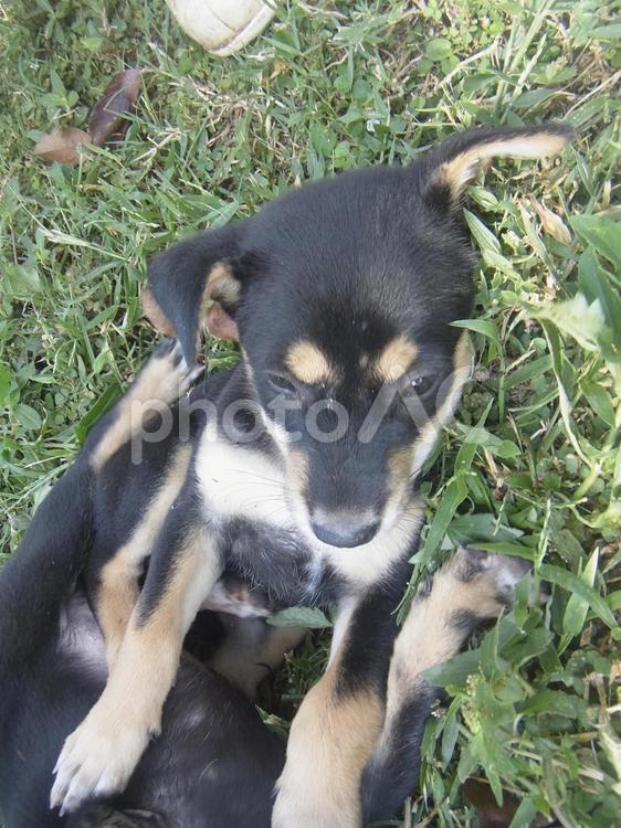 カンチャナブリ（タイの観光地）で出会った犬 カンチャナブリ,カンチャナブリー,タイの写真素材