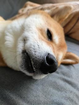 ちょっと歯が出てる柴犬くるみ! ちょっと歯が出てる柴犬くるみ!の写真