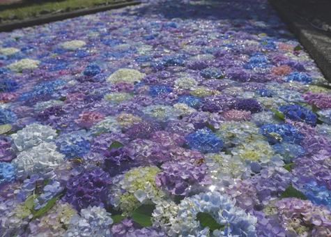 浮き紫陽花 紫陽花,浮き,夏の写真素材