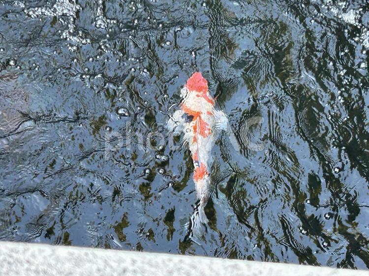 水の流れと鯉 コイ,魚,和の写真素材