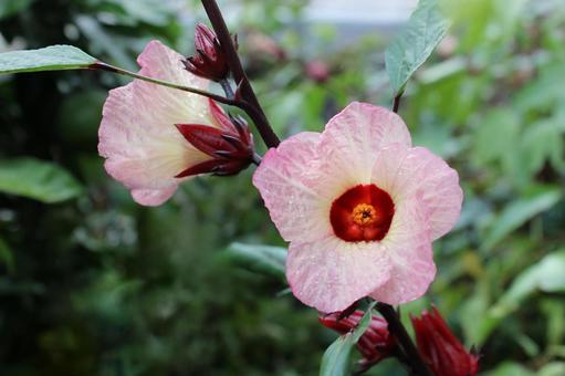 雨雲の柔らかな光を受けるローゼルの花 雨雲の柔らかな光を受けるローゼルの花 ローゼル,ハイビスカスローゼル,花の写真素材