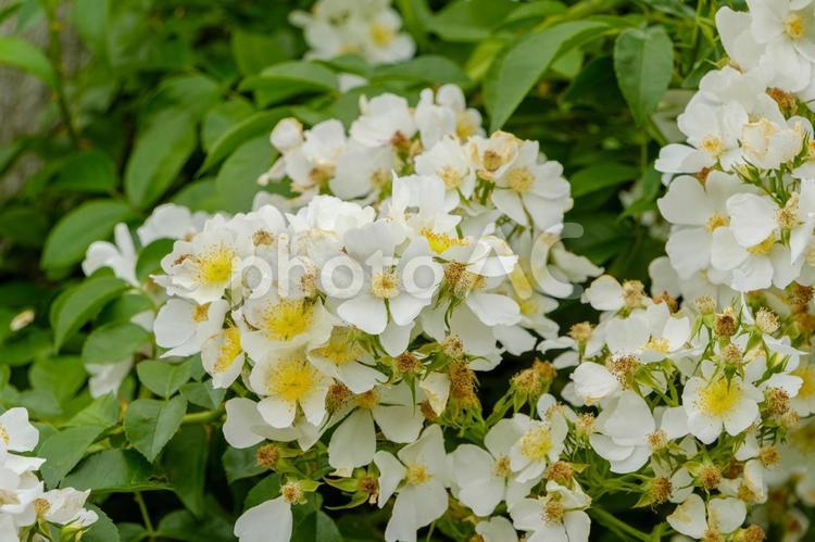 初夏の野茨の花 野茨,白,黄色の写真素材