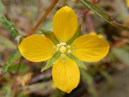 【花の写真】ヒレタゴボウ(鰭田牛蒡) 【花の写真】ヒレタゴボウ(鰭田牛蒡) ヒレタゴボウ,鰭田牛蒡,植物の写真素材