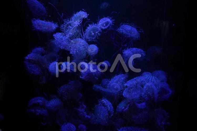 幻想的な風景　ブルーのクラゲ くらげ,いっぱい,リラックスの写真素材