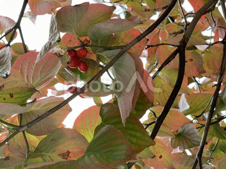 色つき始める葉っぱと赤い木の実 紅葉,葉っぱ,赤の写真素材